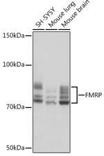 FMRP Antibody in Western Blot (WB)