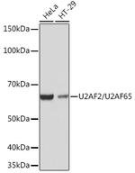 U2AF2 Antibody in Western Blot (WB)