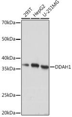 DDAH1 Antibody in Western Blot (WB)