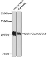 GluR4 Antibody in Western Blot (WB)