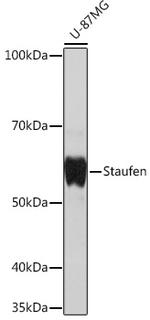 Staufen Antibody in Western Blot (WB)