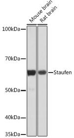 Staufen Antibody in Western Blot (WB)