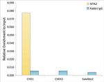 MTA2 Antibody in ChIP Assay (ChIP)