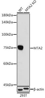 MTA2 Antibody