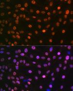 MAD2L2 Antibody in Immunocytochemistry (ICC/IF)