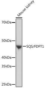 FDFT1 Antibody in Western Blot (WB)