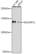 KIF11 Antibody in Western Blot (WB)