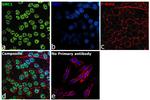 SMC1 Antibody in Immunocytochemistry (ICC/IF)