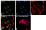 BMAL1 Antibody in Immunocytochemistry (ICC/IF)