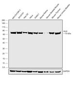 BMAL1 Antibody in Western Blot (WB)