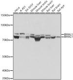 BMAL1 Antibody in Western Blot (WB)