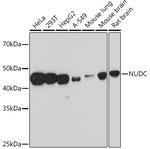 NUDC Antibody in Western Blot (WB)