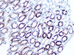 BAG3 Antibody in Immunohistochemistry (Paraffin) (IHC (P))