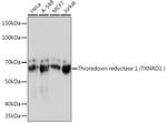 TrxR1 Antibody in Western Blot (WB)