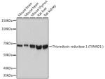 TrxR1 Antibody in Western Blot (WB)