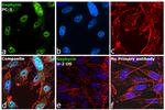 Gephyrin Antibody in Immunocytochemistry (ICC/IF)