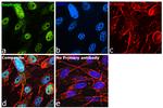 Gephyrin Antibody in Immunocytochemistry (ICC/IF)