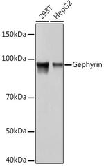 Gephyrin Antibody in Western Blot (WB)