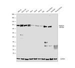 Gephyrin Antibody in Western Blot (WB)