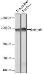 Gephyrin Antibody in Western Blot (WB)