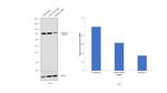 Gephyrin Antibody in Western Blot (WB)