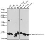 Galectin 1 Antibody in Western Blot (WB)