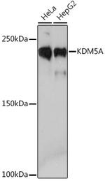 KDM5A Antibody in Western Blot (WB)