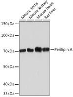 Perilipin 1 Antibody in Western Blot (WB)