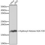 Hydroxyl-Histone H2A (Tyr39) Antibody in Western Blot (WB)