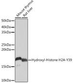 Hydroxyl-Histone H2A (Tyr39) Antibody in Western Blot (WB)