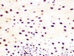 Histone H3.3 Antibody in Immunohistochemistry (Paraffin) (IHC (P))