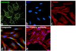 Calnexin Antibody in Immunocytochemistry (ICC/IF)