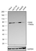 Calnexin Antibody in Western Blot (WB)