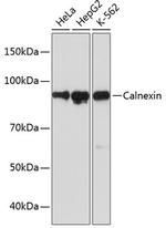 Calnexin Antibody in Western Blot (WB)