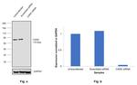 Calnexin Antibody in Western Blot (WB)