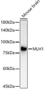 MLH1 Antibody in Western Blot (WB)