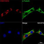 TSPO Antibody in Immunocytochemistry (ICC/IF)