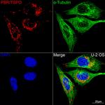 TSPO Antibody in Immunocytochemistry (ICC/IF)