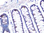 TSPO Antibody in Immunohistochemistry (Paraffin) (IHC (P))