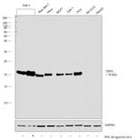 TSPO Antibody