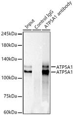 KIF23 Antibody in Immunoprecipitation (IP)