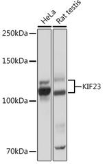 KIF23 Antibody in Western Blot (WB)