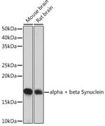 Synuclein alpha/beta Antibody in Western Blot (WB)