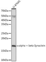 Synuclein alpha/beta Antibody in Western Blot (WB)