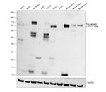 Pan-cadherin Antibody in Western Blot (WB)