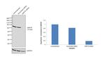 GRP78 Antibody