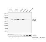 GRP78 Antibody