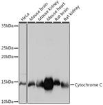 Cytochrome C Antibody in Western Blot (WB)