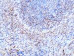 Moesin Antibody in Immunohistochemistry (Paraffin) (IHC (P))