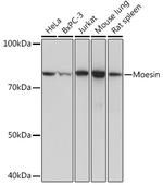 Moesin Antibody in Western Blot (WB)